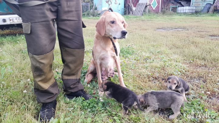 Охотничьи собаки щенки