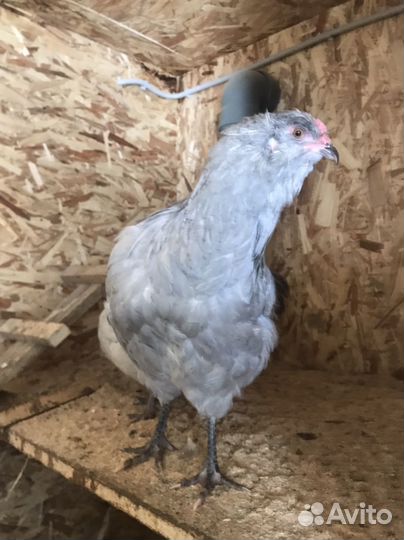 Молодые петухи