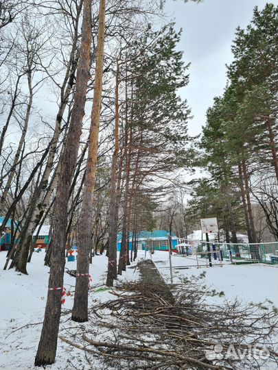 Спил деревьев частями, спил веток, кронирование