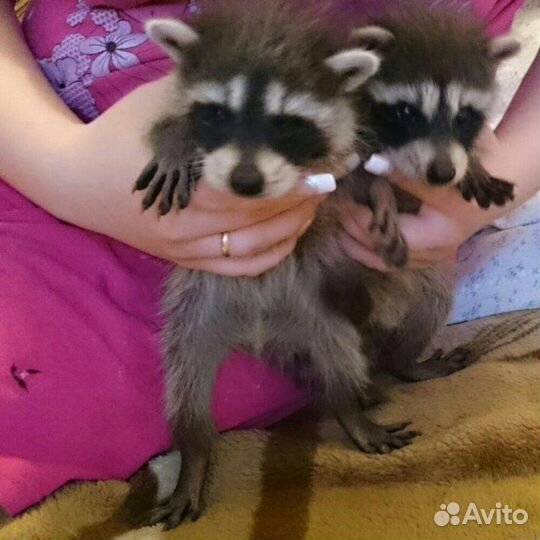 Продажа малыша енота - активного и игривого друга