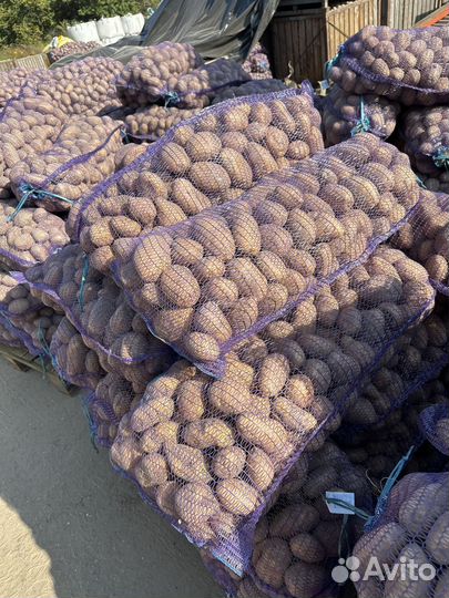 Продам картофель от кфх оптом