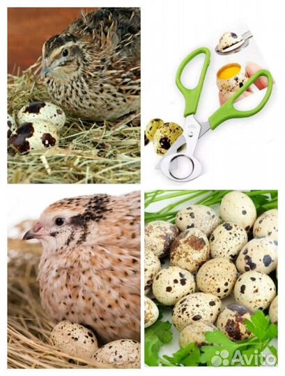 Яйца перепелиные