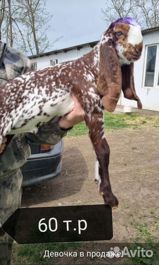 Козлята биталы