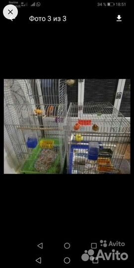 Кенара и канарейки