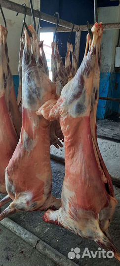 Мясо баранина молодое ярки,ливера бараньи