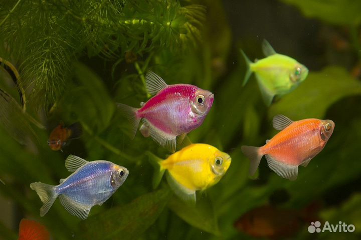 Тернеции Глофиш