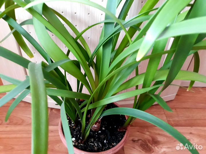 Прекрасная валлота