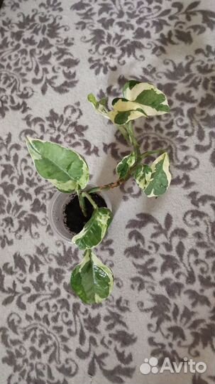 Эпипремнумы сортовые