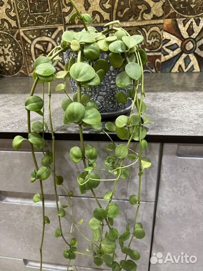 Пеперомия Тетрафилла Хоуп