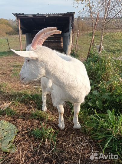 Зааненская коза 2 штуки и зааненский козел