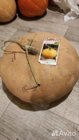 Семена тыквы