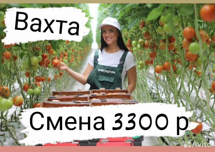 Овощевод.Вахта.С проживанием