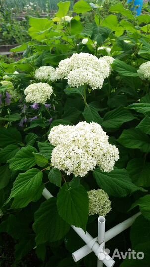 Гортензия древовидная