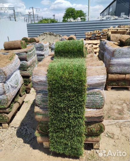 Рулонный газон