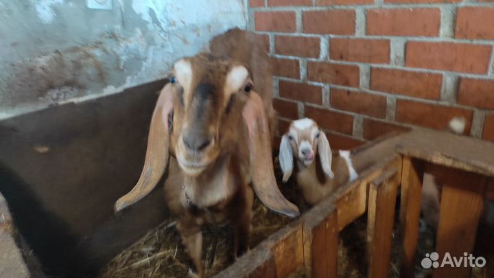 Альпийско-нубийские козлята