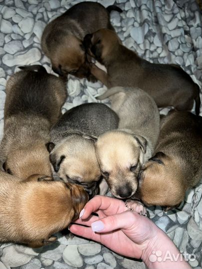 Щенки