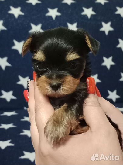 Йоркширский терьер щенки