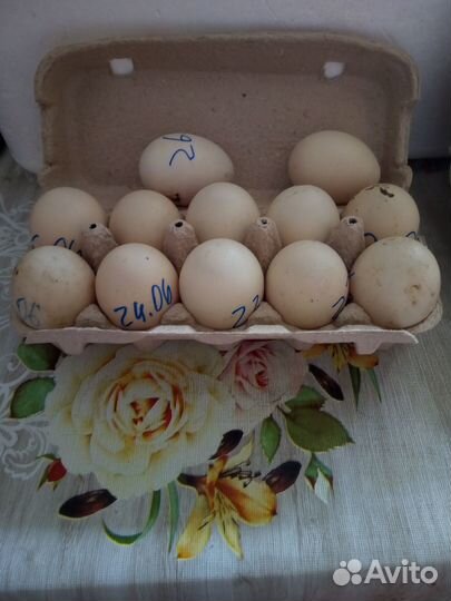 Инкубационное яйцо индоутки