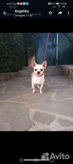 Щенки чихуахуа