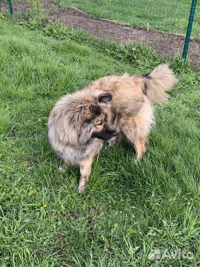 Собака в добрые руки отдам бесплатно