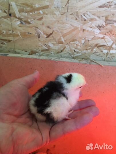 Цыплята суточные