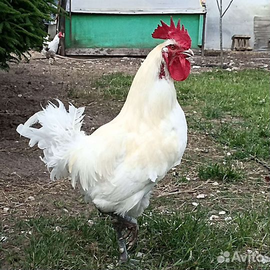 Петух Бресс гальский