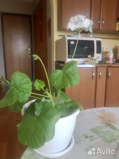 Герань пеларгония