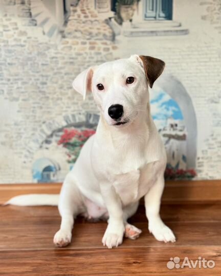 Джек Рассел терьер девочка