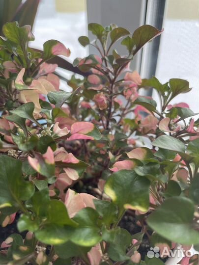 Цветок домашний Альтернантера