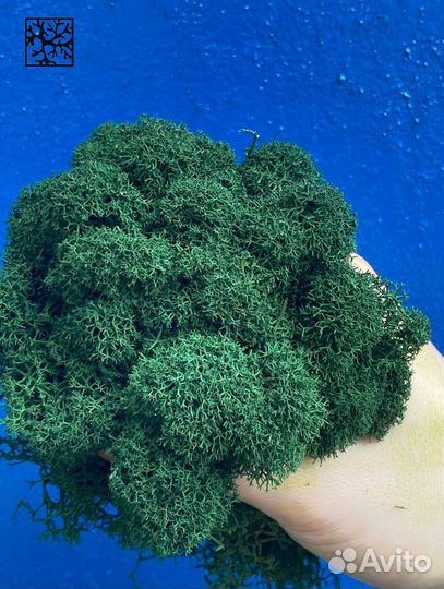 Стабилизированный ягель от производителя, Оливковы