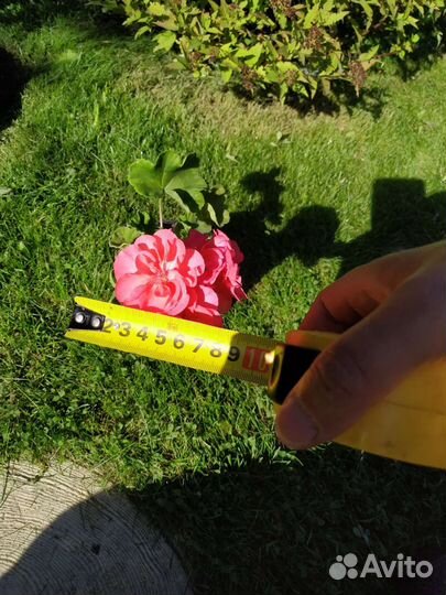 Пеларгония Jagershus Falej