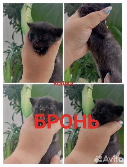 Кошка в дар бесплатно