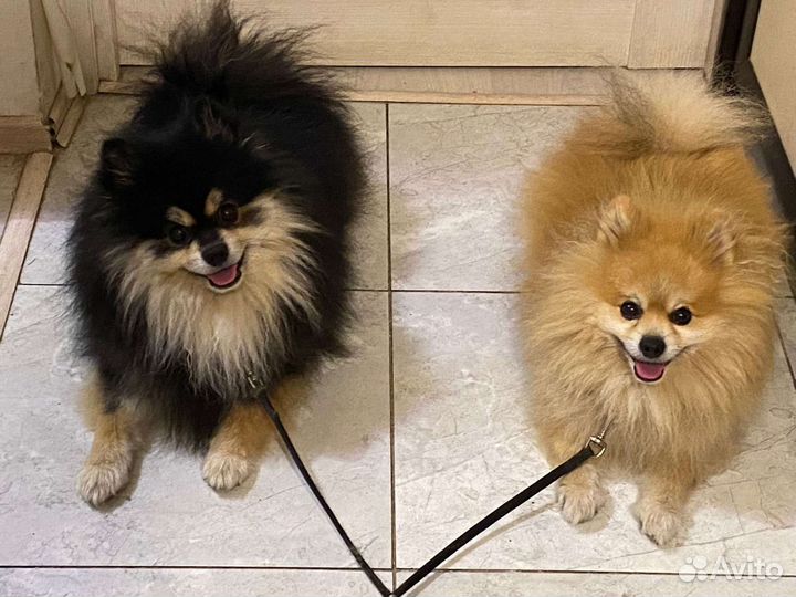 Шпиц для вязки