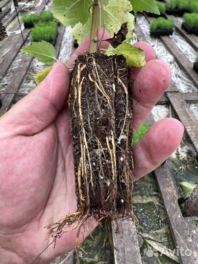 Сеянцы Яблони Недзвецкого саженцы Декоратив