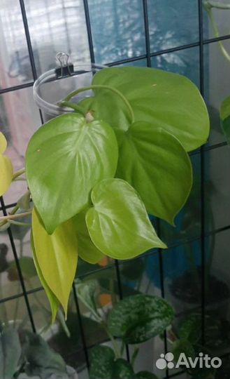 Комнатные растения