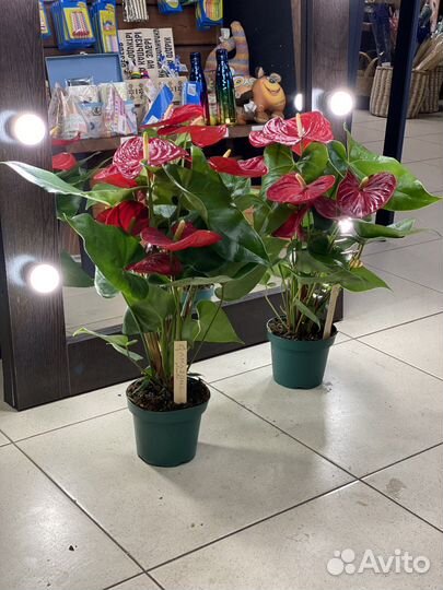 Антуриум красный