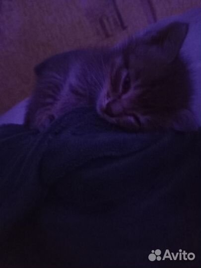 Котенок в добрые ручки