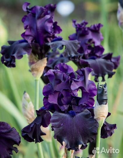 Ирисы
