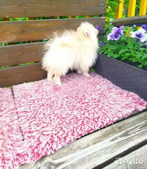 Померанский шпиц мальчик мини