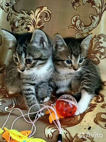 Котёнок 2 мес девочка