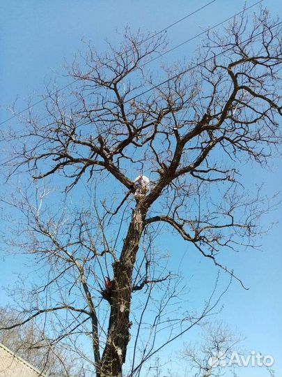 Спил деревьев