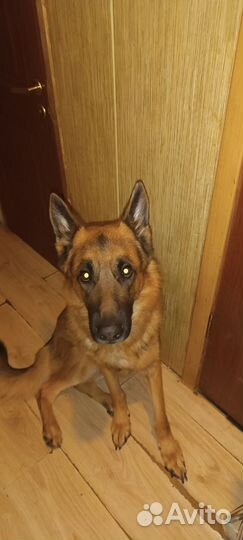 Немецкая овчарка