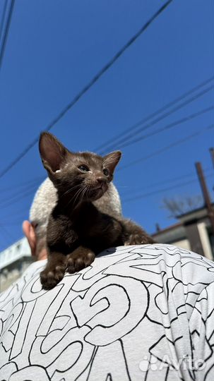 Ориентальный котенок