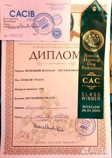 Кобель дратхаара для вязки