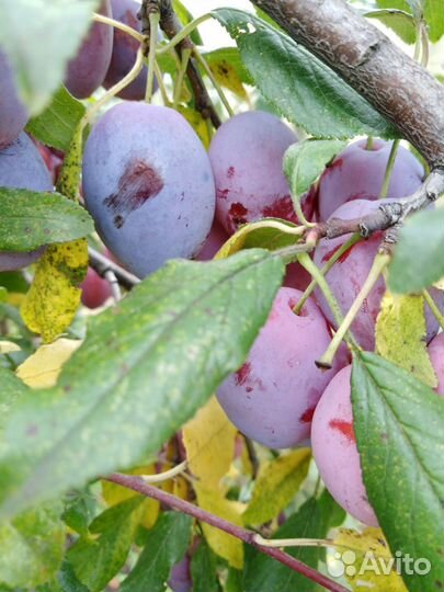 Саженцы слива