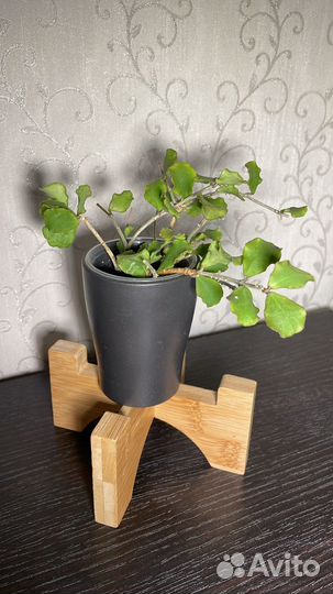 Хойя каньякумариана kanyakumariana