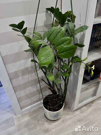 Замиокулькас