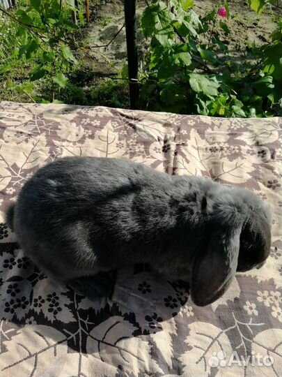 Кролики мясных пород