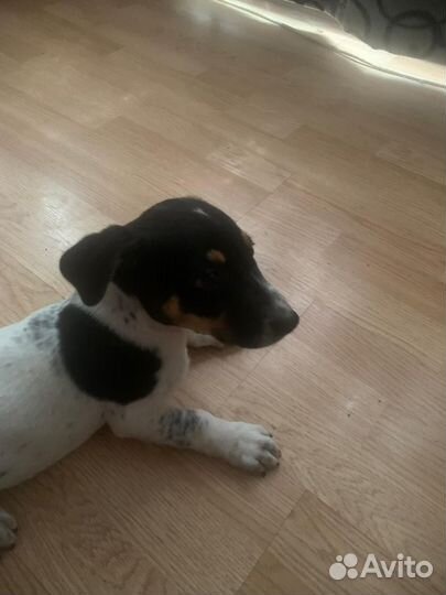 Собака в добрые руки щенок маленькая порода
