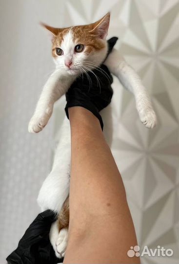 Котята бесплатно